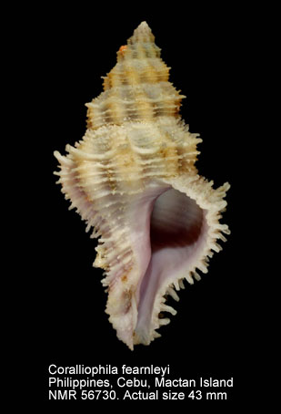 Coralliophila fearnleyi.jpg - Coralliophila fearnleyi(Emerson & d'Attilio,1965)